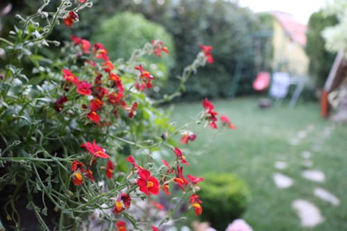 Red Flowers in Tilt Shift Photography