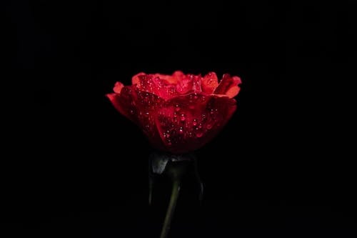 Close-Up Photo of Blooming Red Rose in Black Background