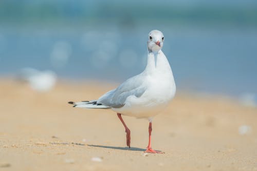 Selective Focus Photo of a White Gull