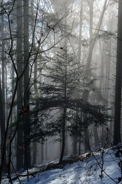 무료 가지, 겨울, 나무의 무료 스톡 사진