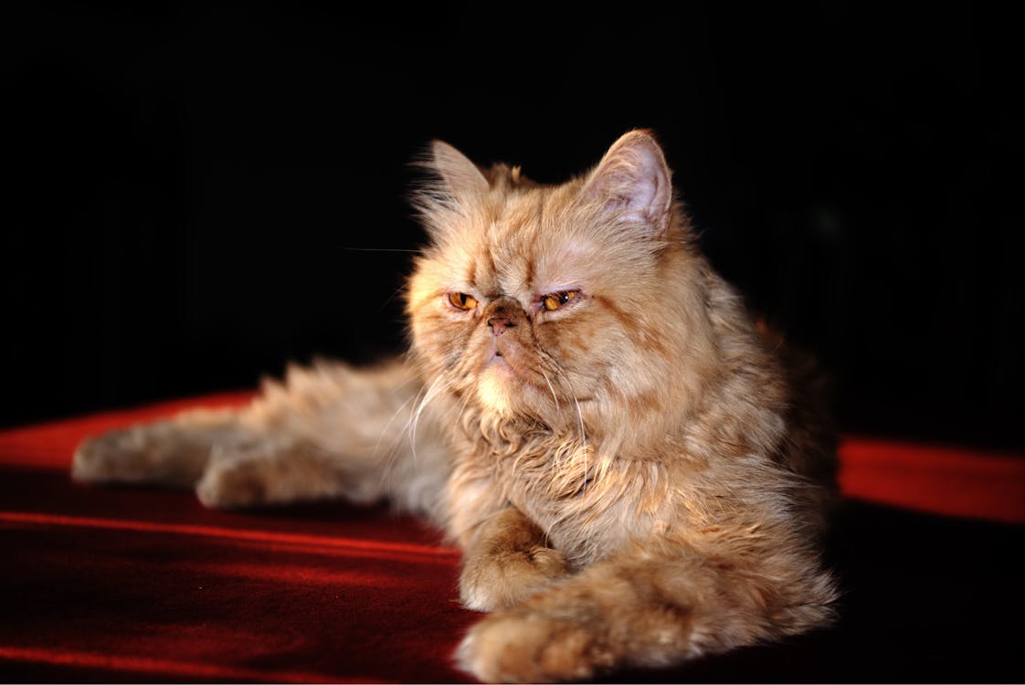 ペルシャ猫の無料の写真素材