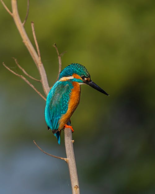 Blue and Brown Bird perched on Tree Branch