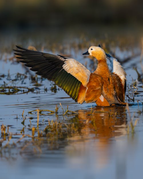 Foto stok gratis ruddy shelduck, warna india