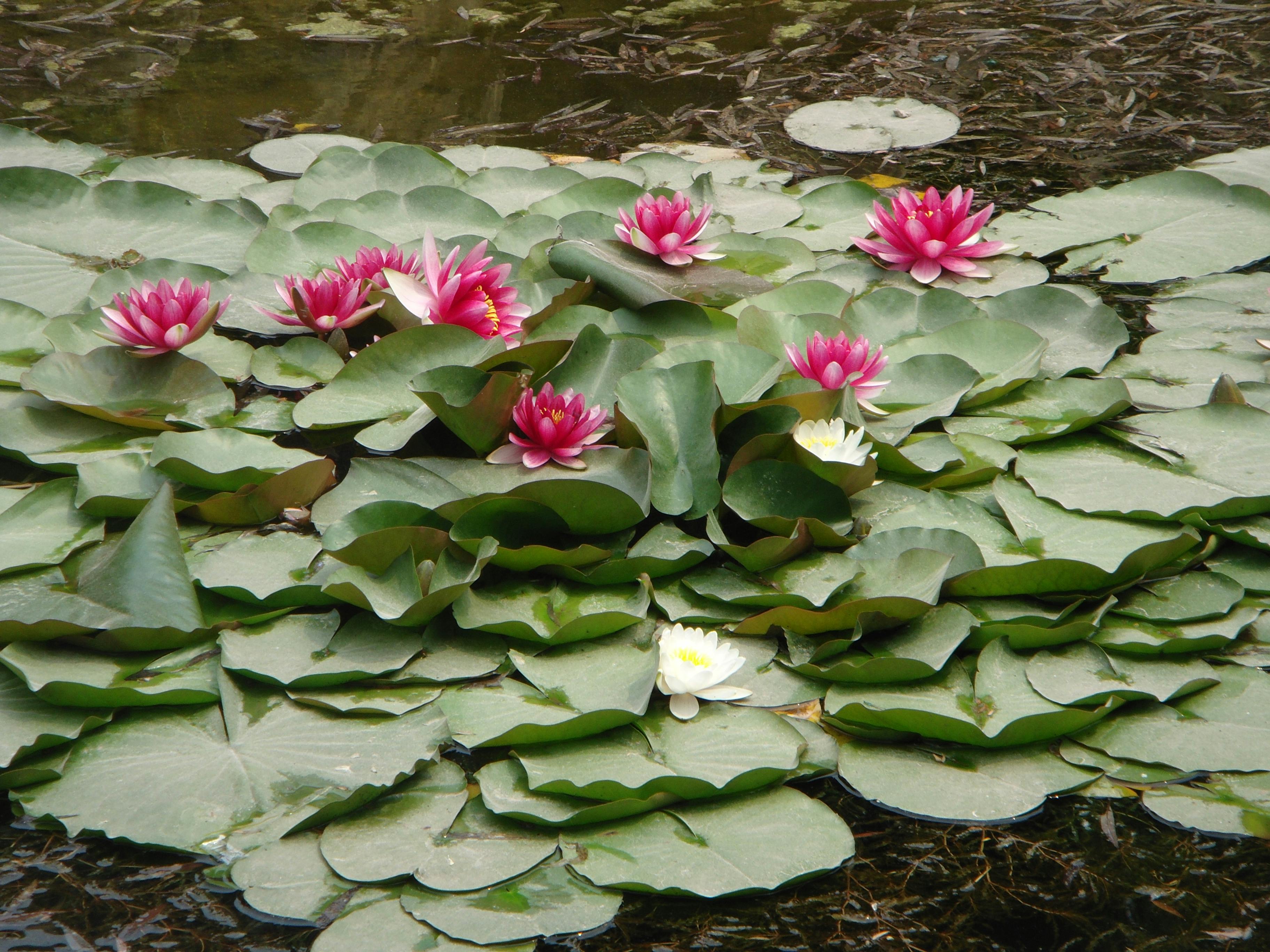 Free stock photo of lotus flowers