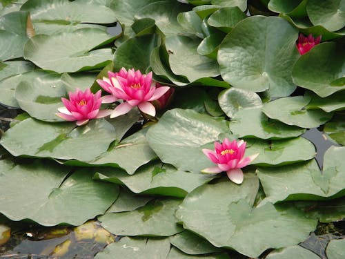 Free stock photo of lotus flowers
