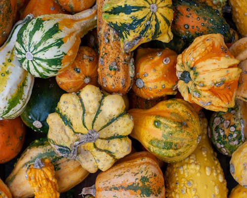Free Freshly Harvested Pumpkins in Close-up Photography Stock Photo