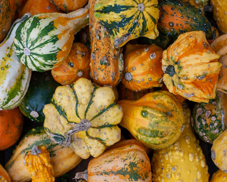 Freshly Harvested Pumpkins in Close-up Photography