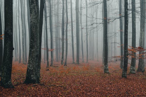 Free Ground Covered with Leaves in a Foggy Forest Stock Photo