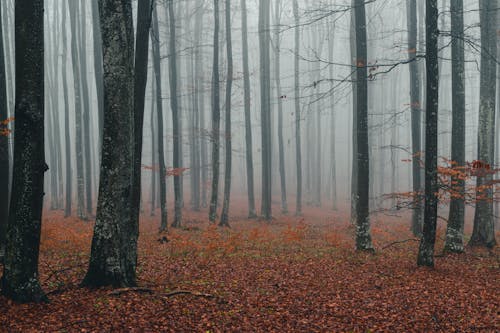 Arbres Nus Sur La Forêt