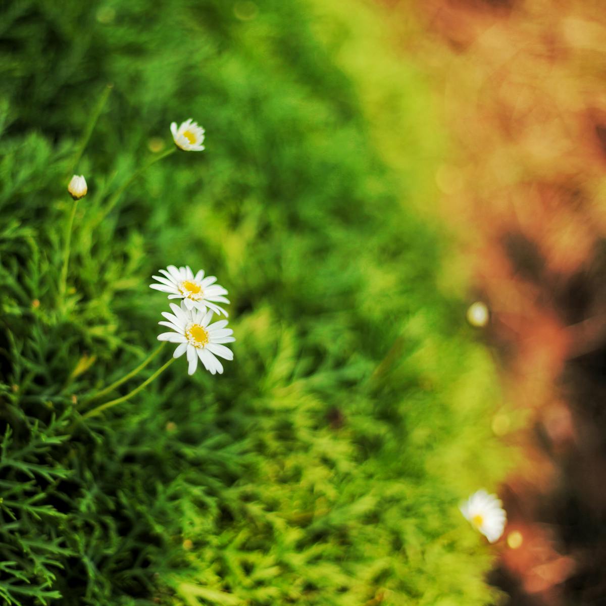 Cook using a spatula to flip golden patties in a skillet