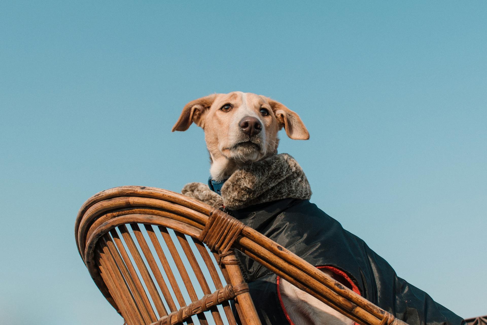 A Dog Wearing a Vest on a Wooden Chair