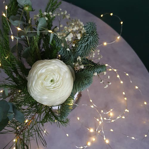 Free stock photo of christmas decor, cosy home, flower