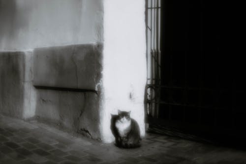 Monochrome Photo of a Stray Cat beside the Wall