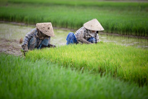 Two Farmers Planting Rice in Paddy Field