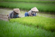 Two Farmers Planting Rice in Paddy Field