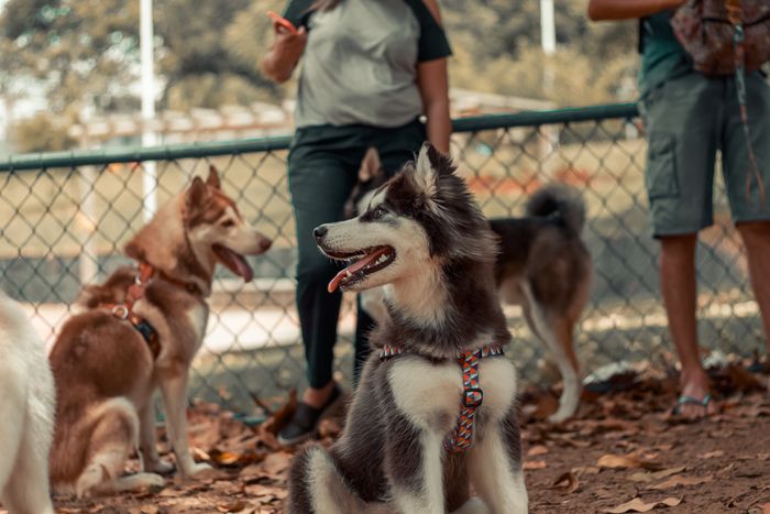 Dog enjoying a game of fetch outdoors