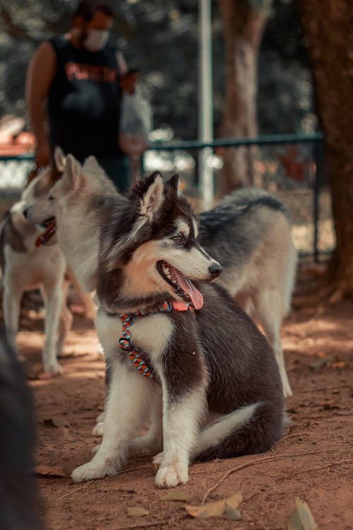 Perros Husky Siberiano En Blanco Y Negro Sobre Arena Marrón