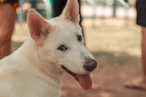 бесплатная Белая короткошерстная собака показывает язык Стоковое фото