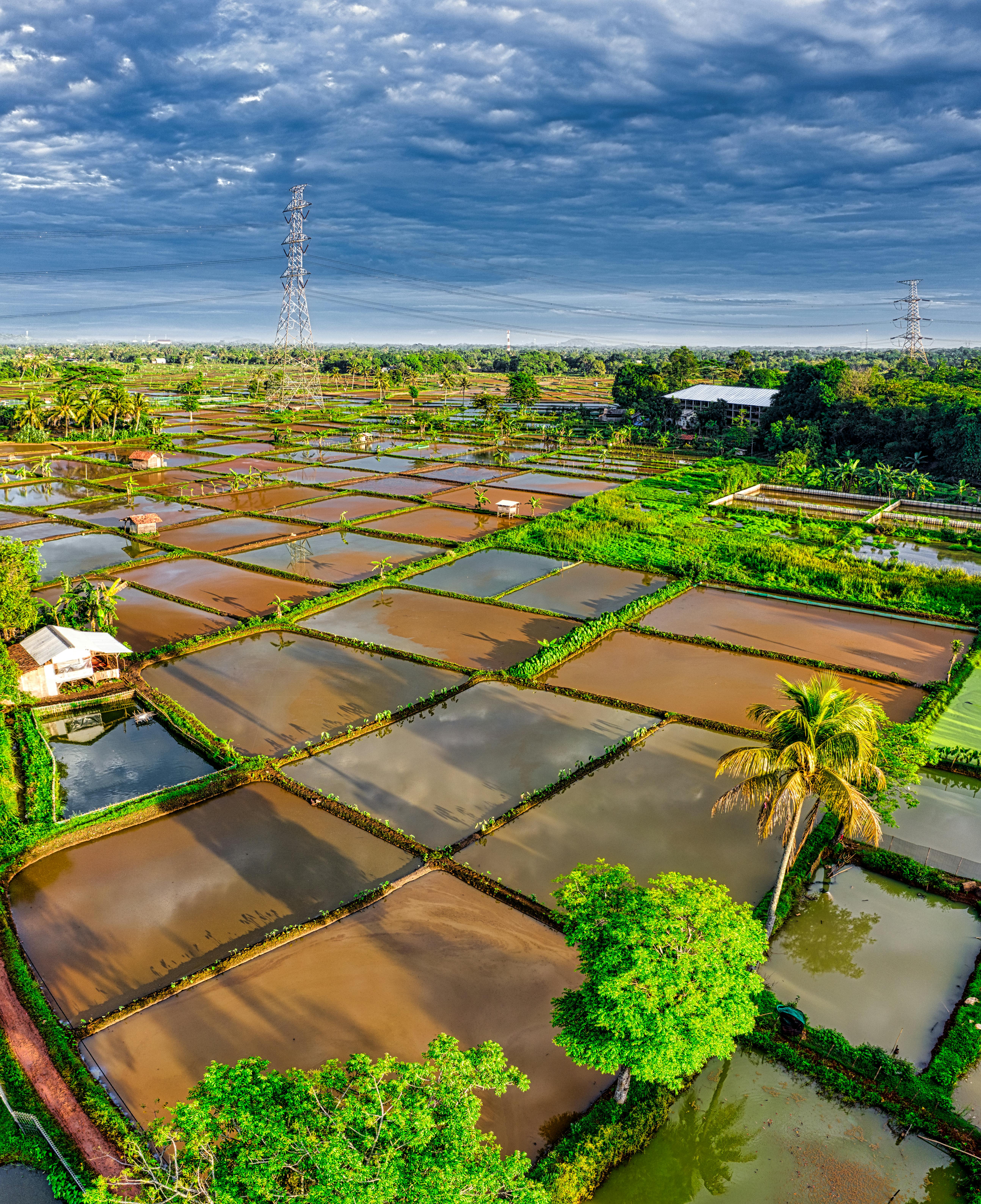 Rice fields in suburb area · Free Stock Photo