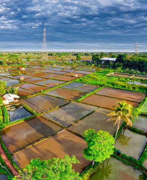 Various wet rice plantations located among exotic green lush trees near residential buildings in rural terrain with sunlight in countryside