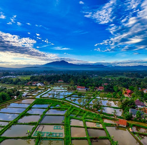 Agricultural wet rice plantation separated with grass located near small settlement with residential buildings against green plants and mountainous terrain