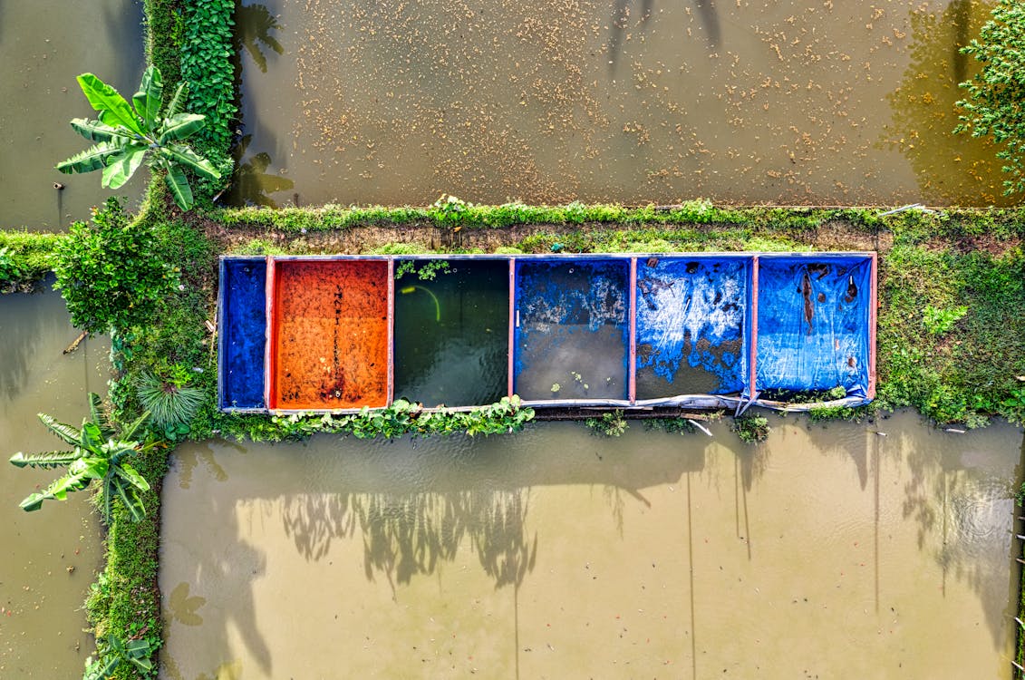 Colorful rice fields in countryside