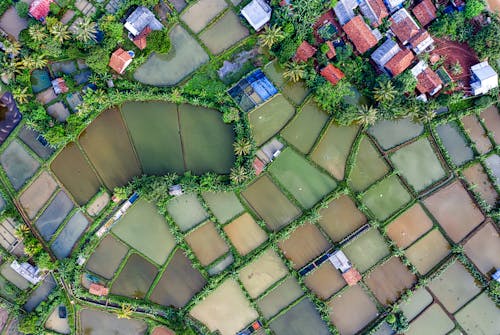 Drone view of agricultural wet rice fields located near small village with colorful residential houses in suburb area in countryside