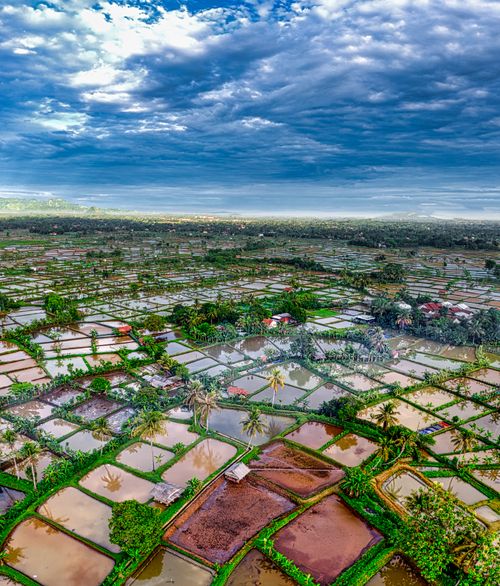 Free Agricultural wet rice plantations separated with grass located against cloudy sky and small settlement with buildings in rural terrain in countryside Stock Photo