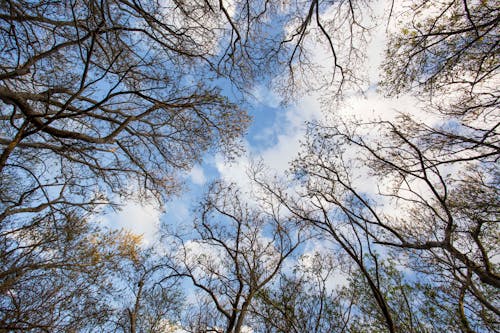 grátis Foto profissional grátis de árvores, céu, declínio Foto profissional
