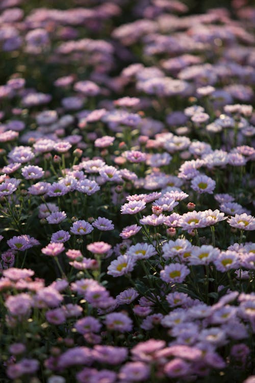 Foto profissional grátis de broto, campo de margaridas, floração