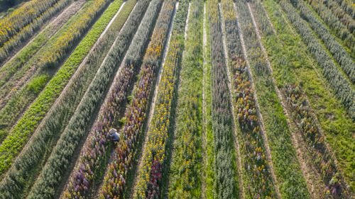 Free Aerial view of a colorful flowering field in Phú Vang, Vietnam, showcasing diverse plant life. Stock Photo