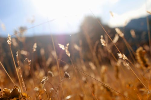 Selective Focus Photography of Grass Field