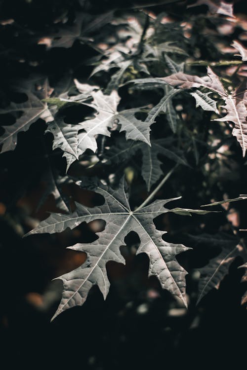 Close-Up Photo of Dark Green Leaves