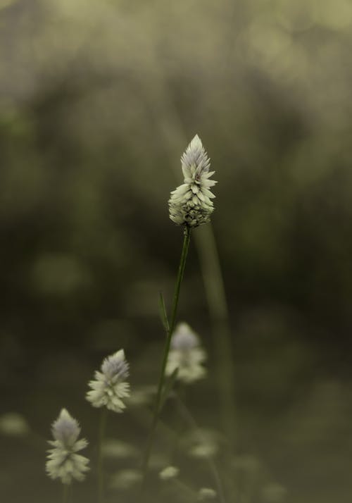 Bunga Putih Di Lensa Tilt Shift
