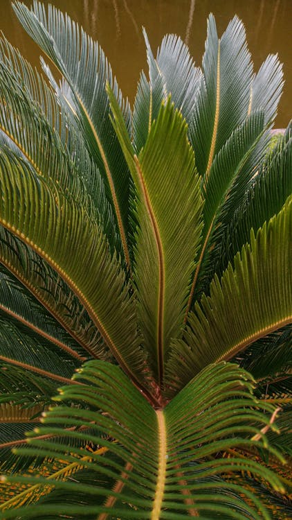 green leaves of tropical Cycas revoluta palm