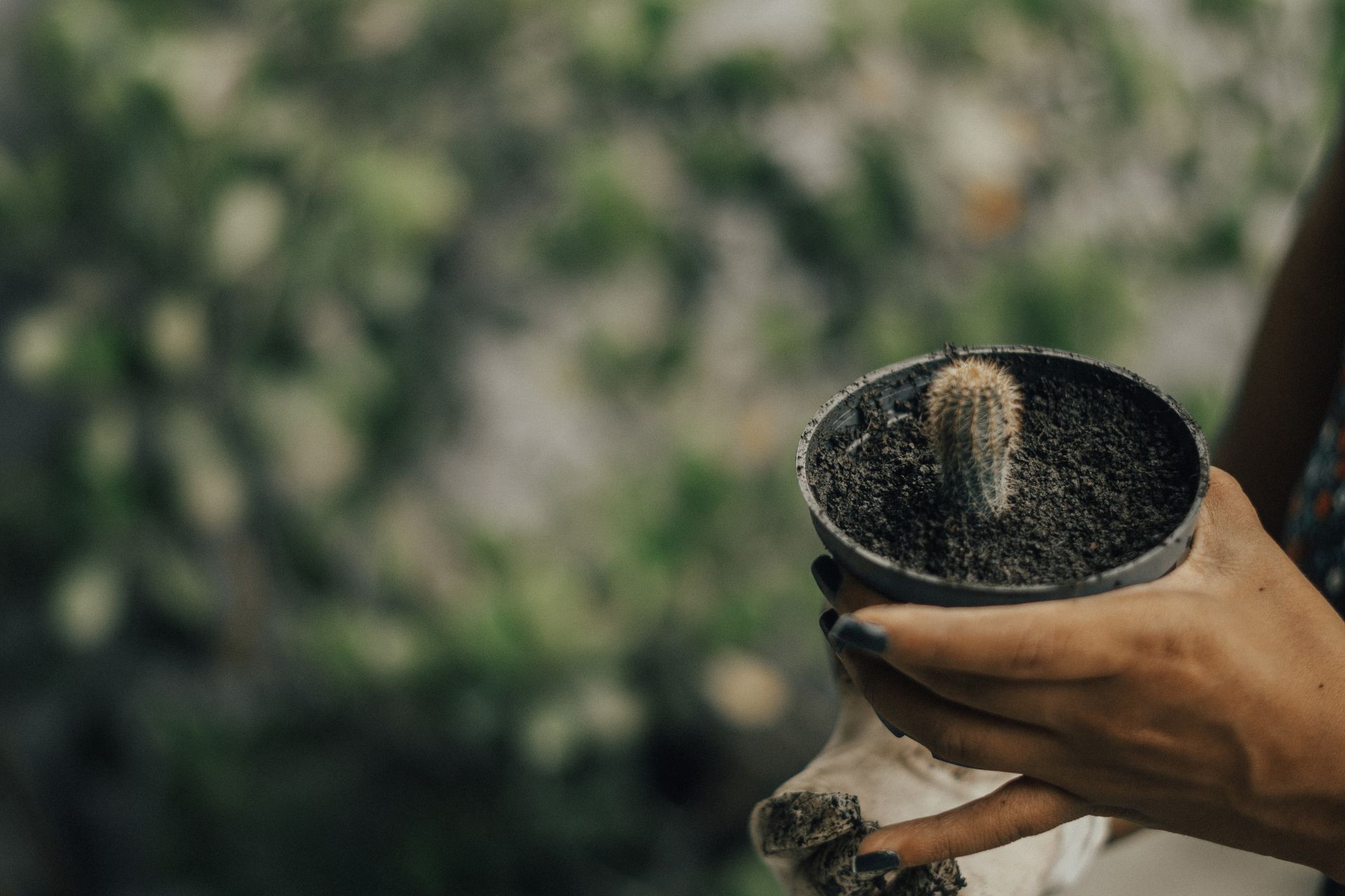 Hands holding a small cactus in a pot with blurred background greenery.