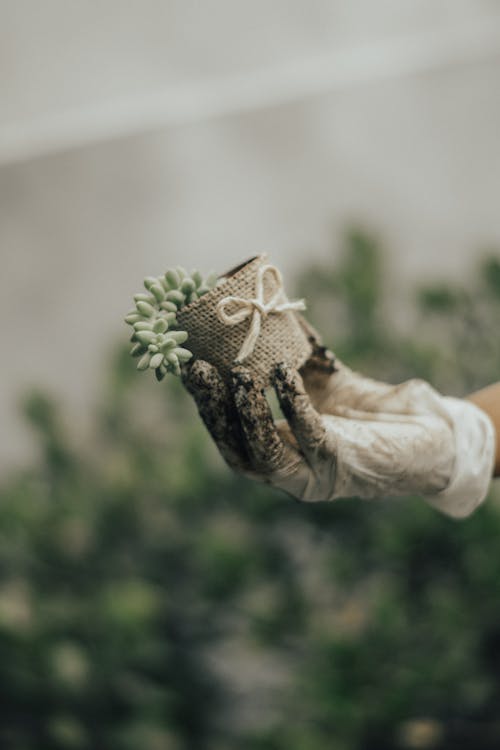 Person in Gardening Gloves Holding a Plant in Decorative Pot