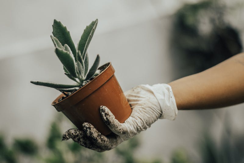 Person wearing gloves carefully handling a potted succulent