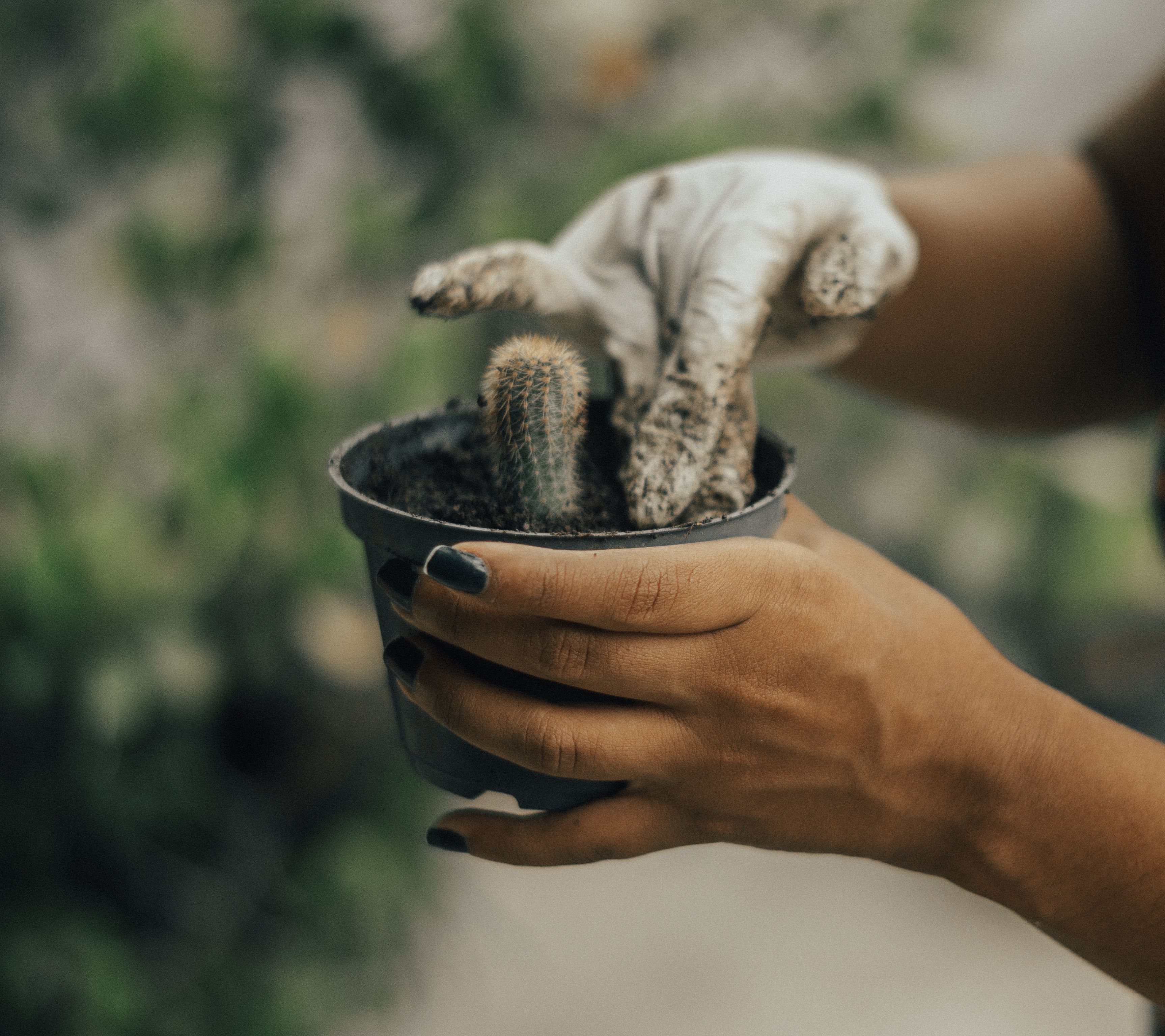 close-up of hands typing, then hands planting a small succulent in a pot