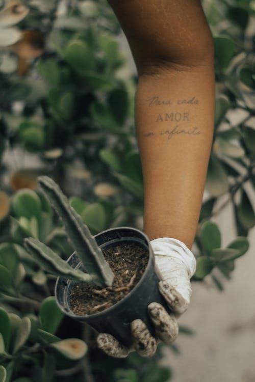 Person Holding a Cactus Plant