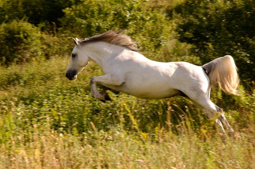Белая лошадь на поле зеленой травы