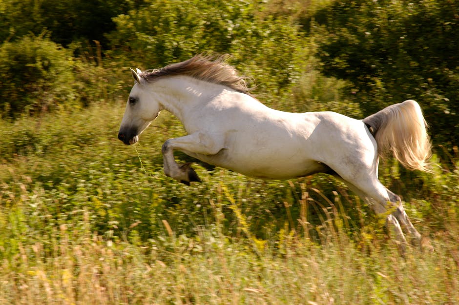 animal, cavalry, countryside