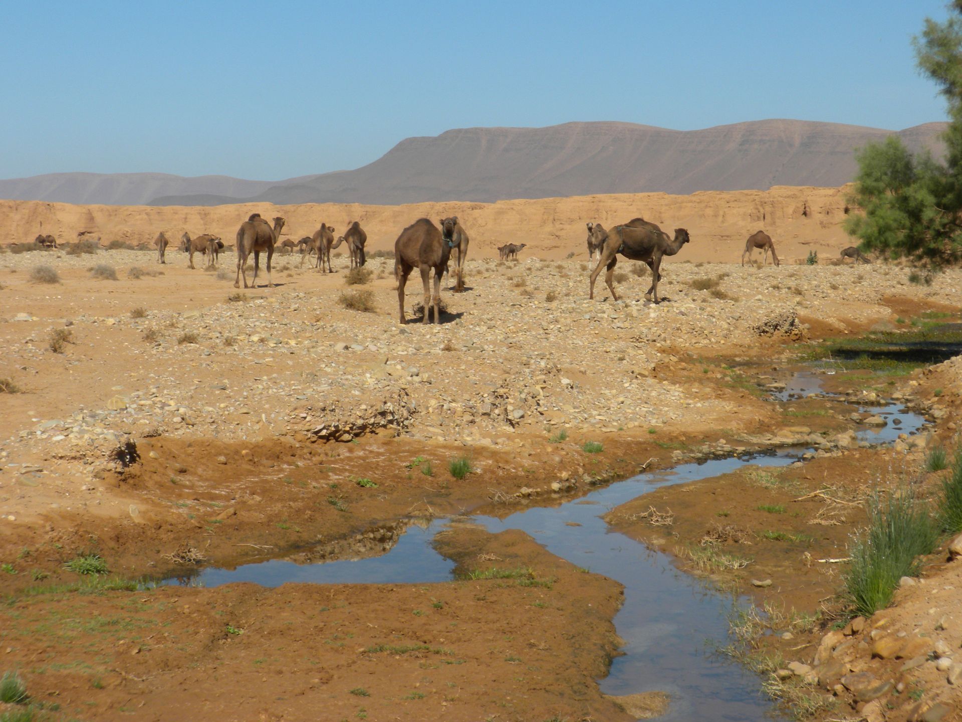 A herd of camels wandering in a desert landscape with a small oasis and distant hills.