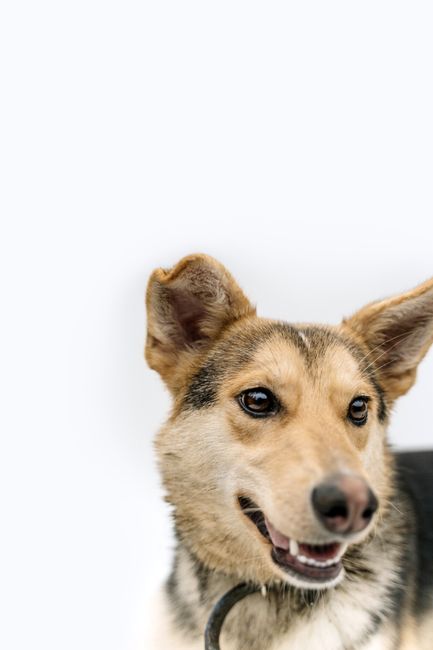 Close-up of a happy dog against a clean white background, perfect for pet-themed projects.