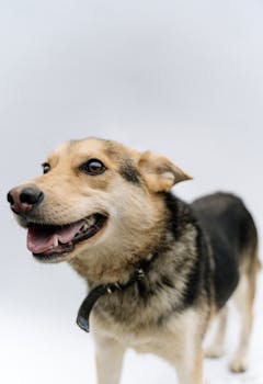 Close-up of a smiling German Shepherd dog against a white backdrop, showcasing pet joy and playfulness.