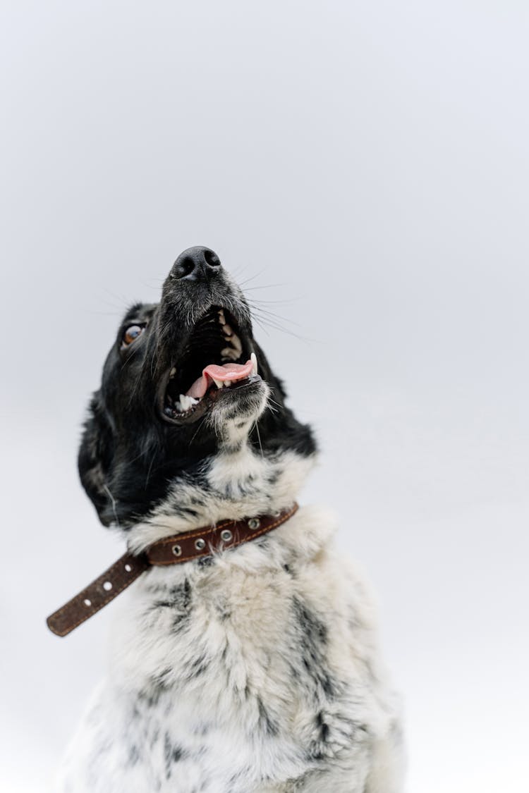 Black And White Stabyhoun Dog 