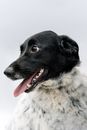 Free stock photo of abandoned, adoption, adorable