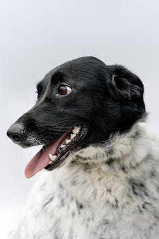 Side profile of a happy black and white dog with tongue out on a plain background.
