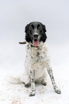 Charming black and white dog sitting with tongue out against a white background, ideal for pet-friendly content.