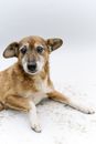 A Short Coated Dog Lying on White Surface